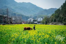 当“油菜花海”遇上“浙西最美女人河”！上春山，下山乡，赏大杭州“千姿百态”油菜花图片