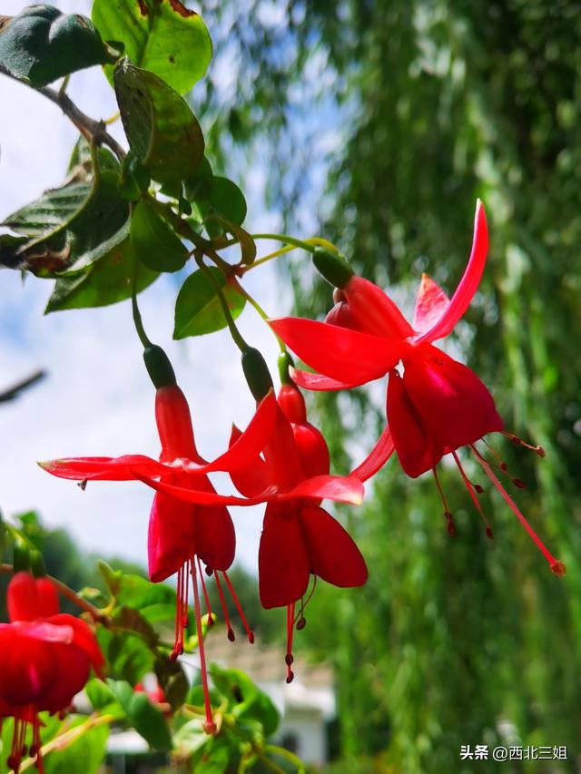 西宁植物园，花开时节恰逢秋