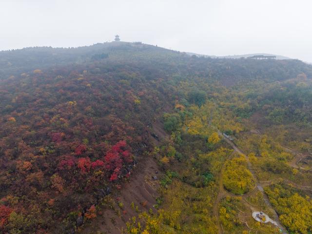 榴住五百秋：在淮北明清古园，啖一口时光的甘甜