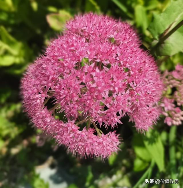 兰州兰山公园赏八宝花及游园记