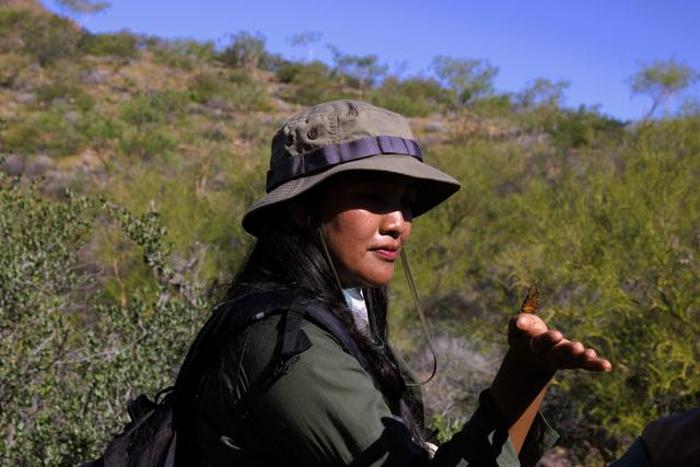 墨西哥岛屿呼唤救援：失去帝王蝶和吸蜜蝠，餐桌会发生什么？