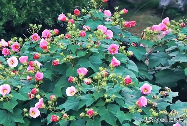 成都主城区最大人工湖，秋天超级惊艳，不要门票，地铁公交直达！