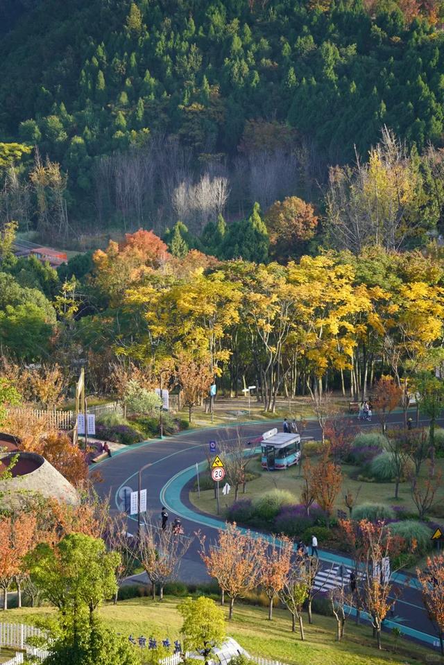 成都秋游宝藏地，周末徒步遛娃看彩林，人少景美还免费，冲鸭！