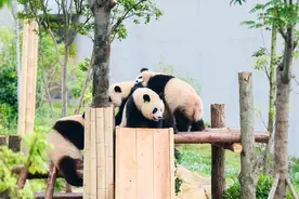 暑期旅游“热”力十足 成都成为暑期国内十大热门旅游城市图片