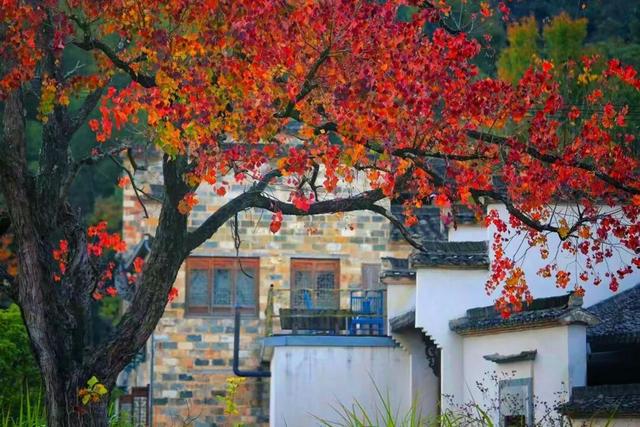 若你问深秋最该去哪里偷段闲？答案，就藏在黟县