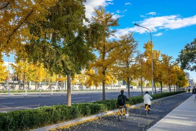 速来！海淀这份含“金”量超高的攻略请收好→