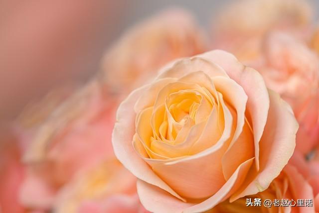 红玫瑰与白玫瑰：她为何越界，他又何从“朱砂痣”沦为“蚊子血”