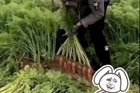 太治愈啦！沉浸式体验山东拔萝卜图片