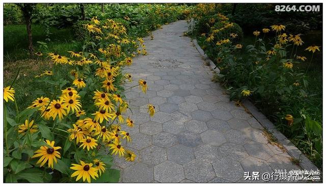 山东行游影记（17）—济南山东大学（四）