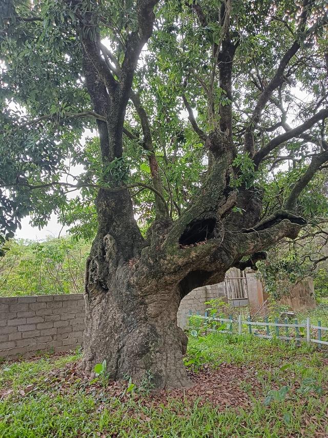 准备出发！去惠东九龙峰吃“仙荔”