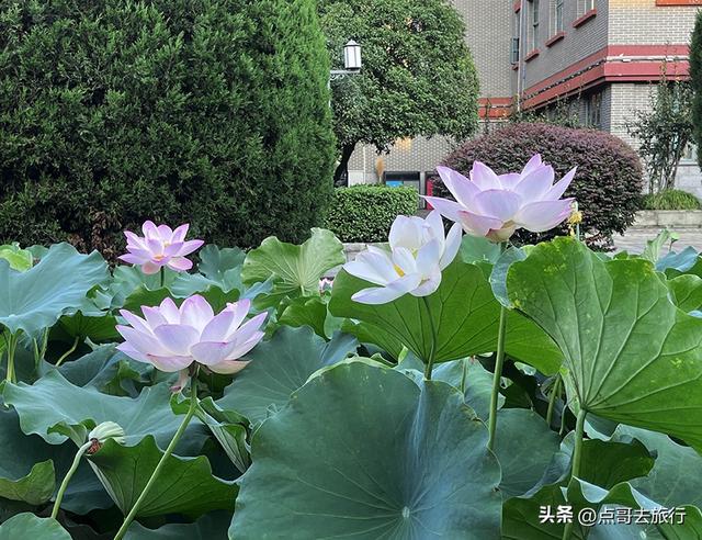 成都第二波荷花开了，环境清凉，比第一波更震撼人心，不要门票！