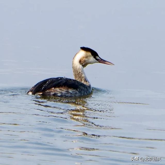 延庆的金色浪漫,就在——