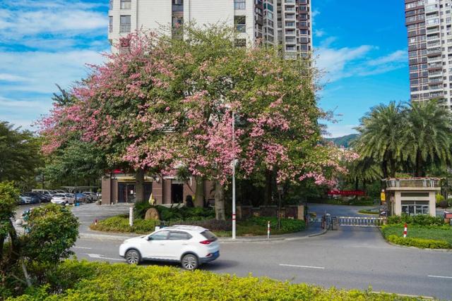 一秒圈“粉”！鼎湖的“美人树”盛情绽放