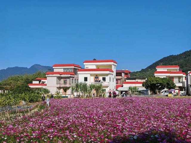 云城前锋花海，邀您来看！