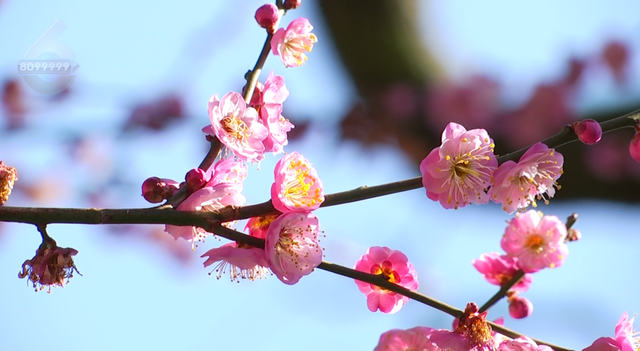白玉兰绽放、松鼠互动体验，这里有点好玩哦