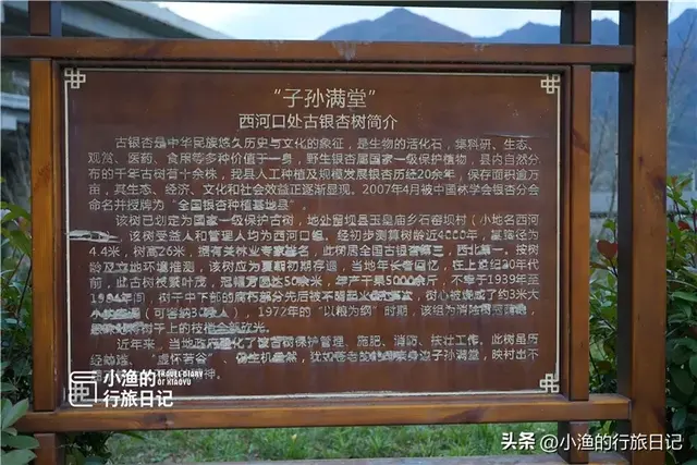 陕西古树，真的“封神”了！第二弹：秋天必看系列，最意外是它？