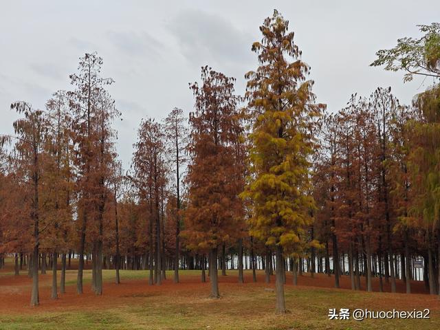 佛山真好逛——火红的小布村