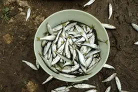 野钓白条鱼，常用的4种方法，随便哪种半天钓半桶图片