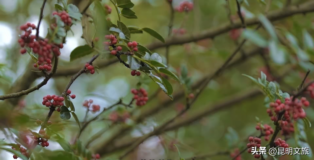 走进西山团结街道，感受藏在时光褶皱里的诗与闲