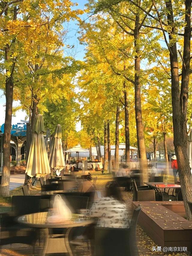 “含金量”渐满～南京的浪漫藏不住了！