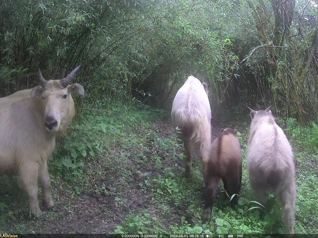 岁月守绿 “森森”不息——探秘甘肃小陇山国家级自然保护区
