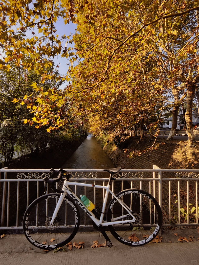 成都最美梧桐大道绵延20公里，地铁19号线直达，快去打卡！