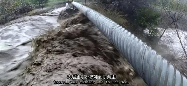 一对夫妻，为了一条狗，种出了一座森林