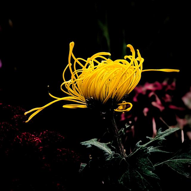 武汉动物园金秋菊展集锦