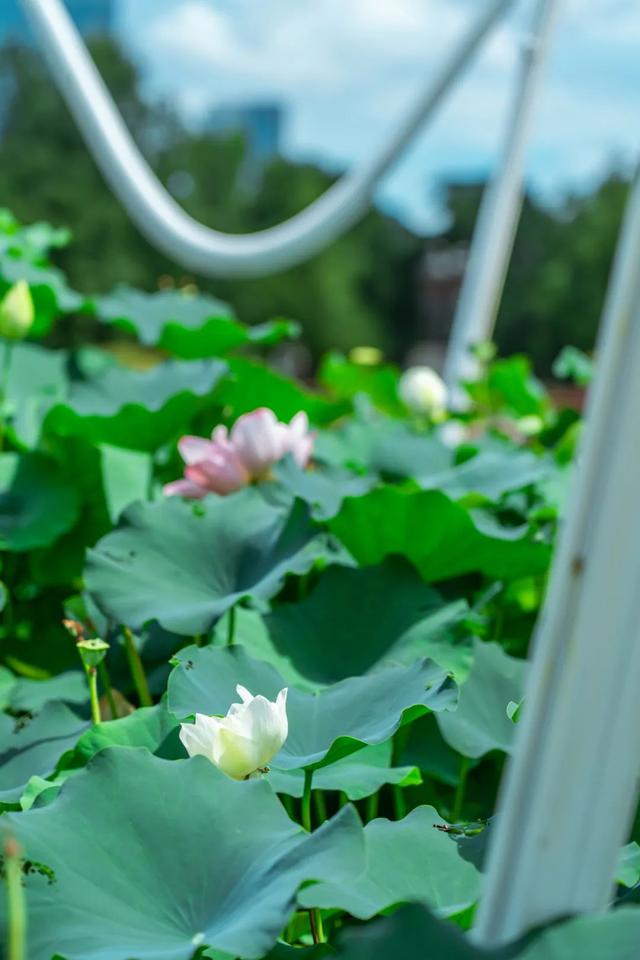 藕花深处棹歌远，江汉夏日荷风集
