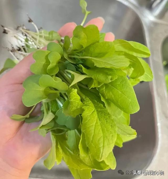 女孩在阳台上，种的白菜“25天即可采收”，网友：果然是快菜！