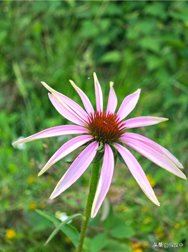 春有繁花夏有凉，秋染山林冬有霜 —— 草川子景区
