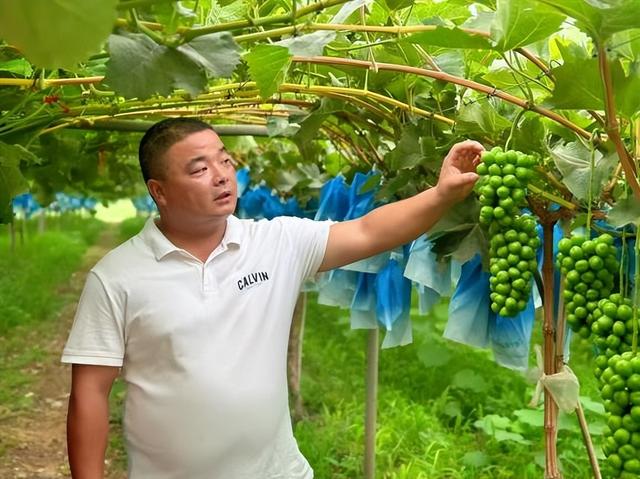 西安高新区葡萄采摘攻略：邂逅田园美味，共赴甜蜜之约