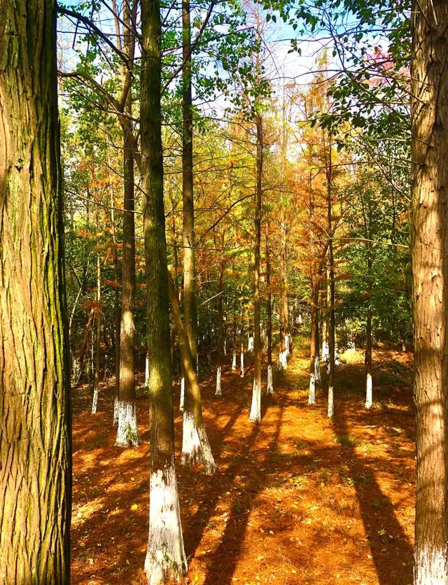 秋色斑斓美如画