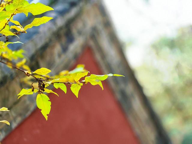 泰山王母池蜡梅初绽 花叶同枝尽显冬日诗意