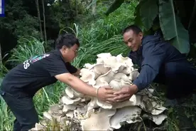 蘑菇之大，一屏放不下！云南发现直径近1米巨型口蘑！图片
