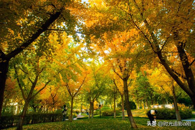 银杏季，一场不用预约的金色盛宴！