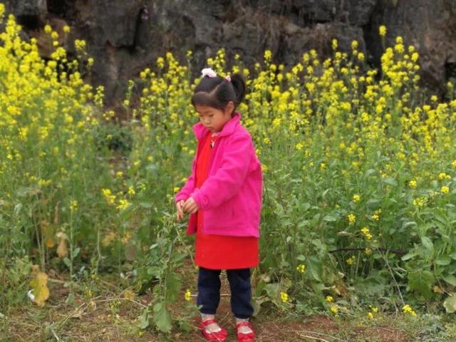 带着孙女去旅行（168）罗平油菜花海游