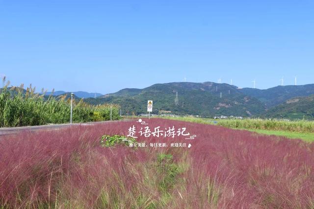 浙江宁波的港湾粉黛花海，山海风情很浓但游客不多，其实相当美丽
