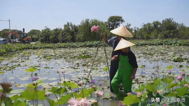 五宅村香水莲花基地开业，奉贤市民再添遛娃休闲新选择