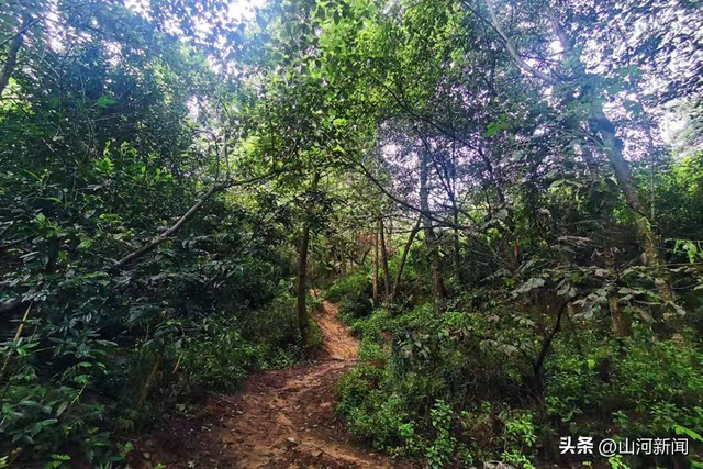 云南大理已劝返违规进苍山采菌及徒步人员820人