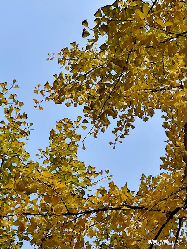 五线小城里的银杏大道,美翻全网的深秋景色原来在这里