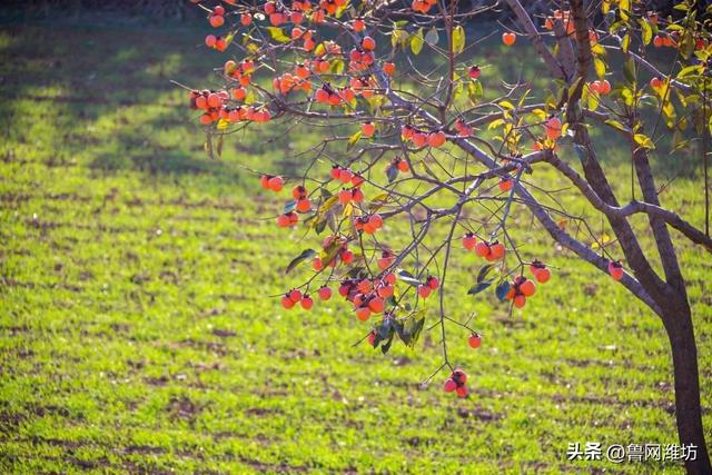 秋天的潍坊，是谁惊艳你的朋友圈？