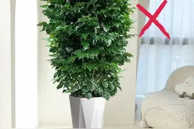 绿植家里怎么摆才好看？错误示例及正确摆放的核心逻辑图片