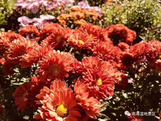 2025包头第三届菊花旅游花卉展即将绽放来袭…