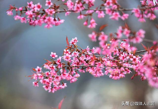 六盘水月照养生谷：冬樱花盛开引客赏花打卡