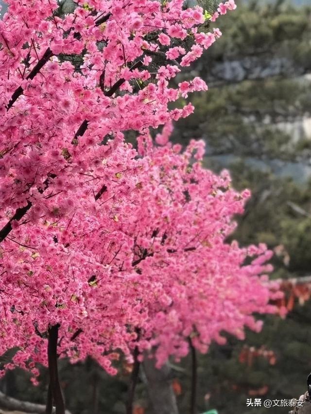 元旦游新甫，追光迎新福！终于能和好友一起撒欢看日出啦~