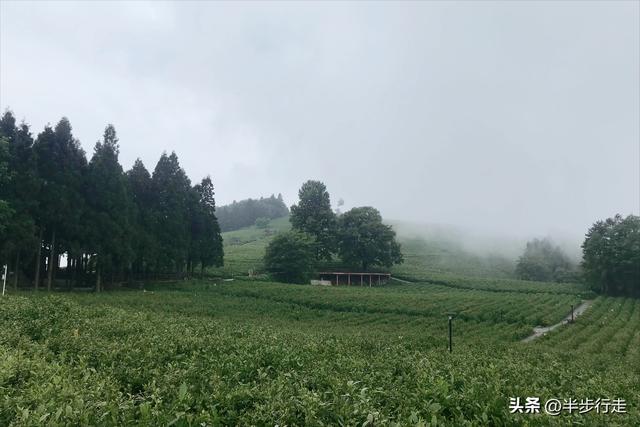 湖南国有林场：石门县白云山林场风光欣赏！