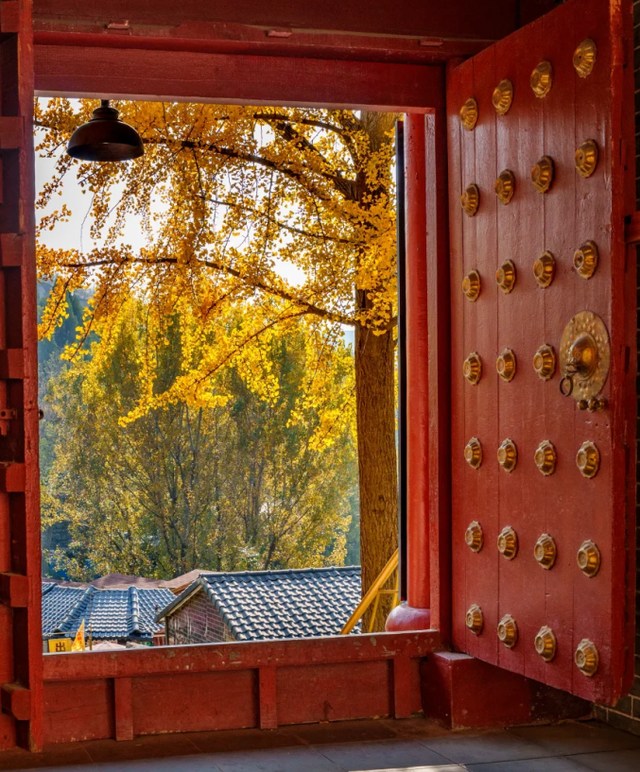 临沂此处天地一色，快来赴一场与金黄的约会吧！