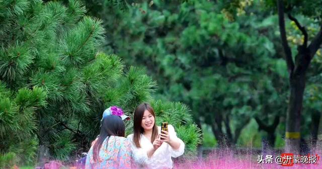 全部免费 临沂这些宝藏公园闲步入画等你来