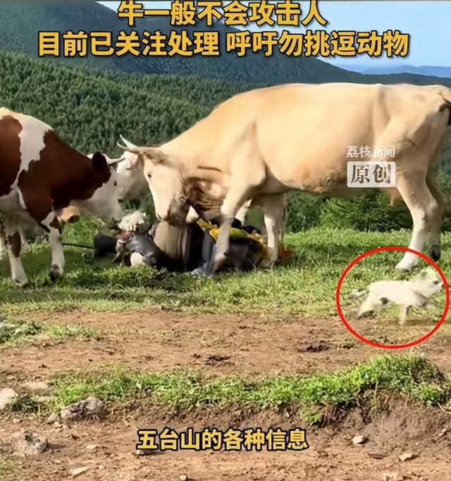 真相大白！男子遭牛群踩踏，不是因为挑逗，知情人透露 目标不是人